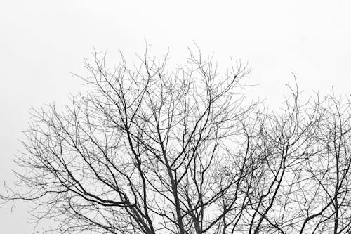 Free stock photo of black and white, branch, branches