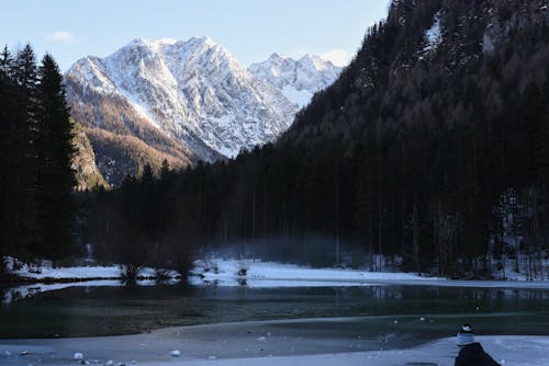 Green Trees Near the Frozen Lake