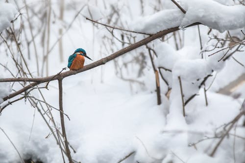 Blue and Brown Bird on Tree Branch