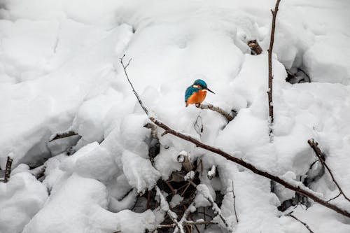 Blue and Orange Bird on Brown Tree Branch