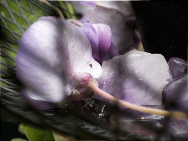 Gros plan sur une fleur de glycine posée sur des cristaux d'améthyste