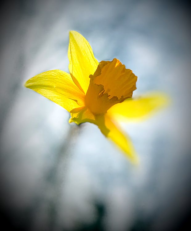 Free stock photo of flower, narcissus