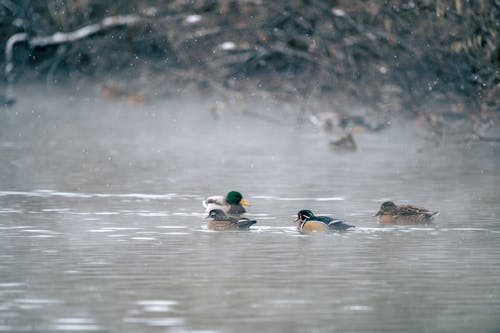 Mallard Ducks in the Lake During Winter