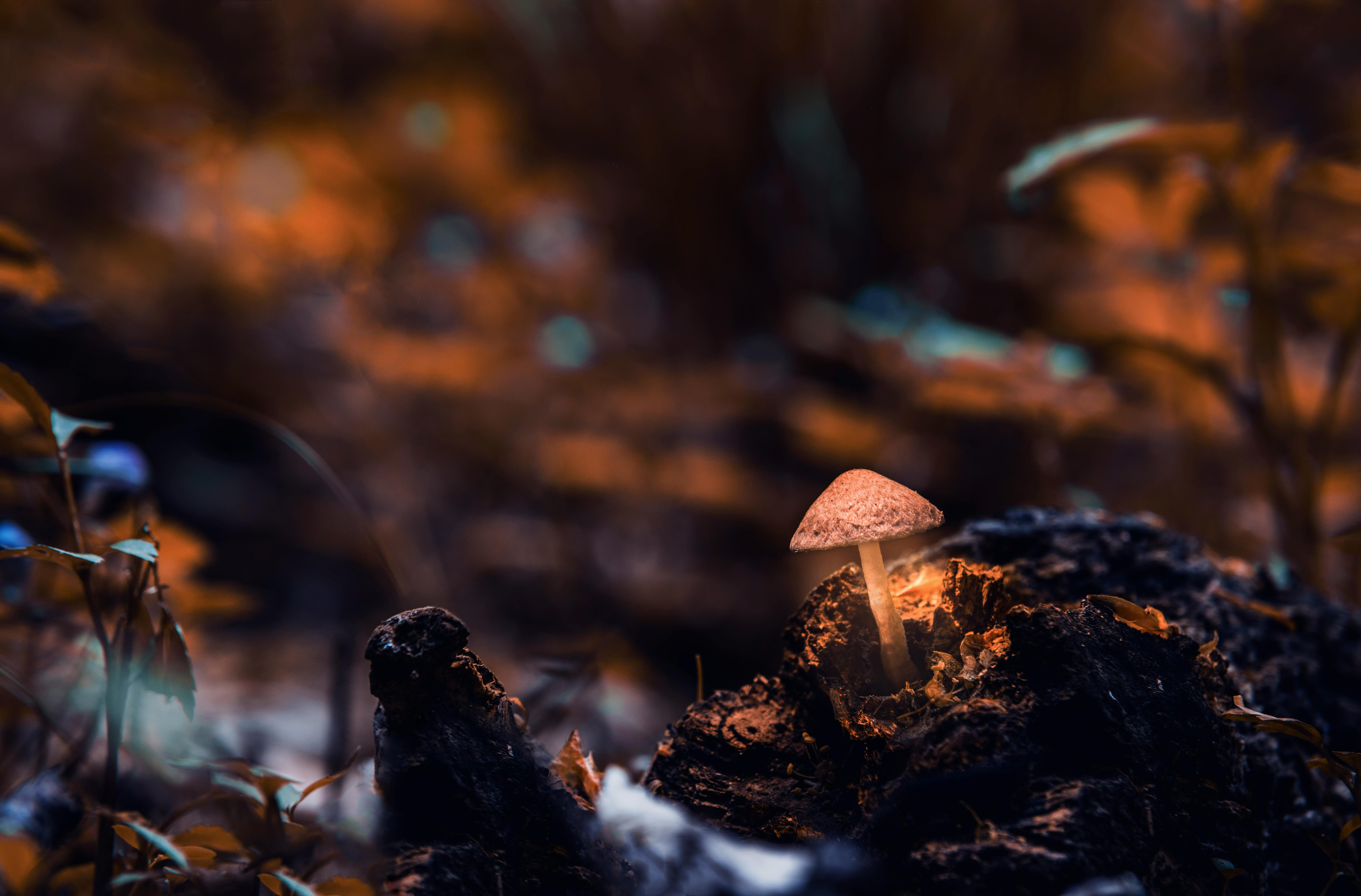 Fantasy Mushroom Forest Wallpaper | High-Quality DIY Wallpapers | PaperWalls