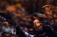 在幽暗、变幻莫测的森林枝叶间，发光的蘑菇凸显了大自然的奇观