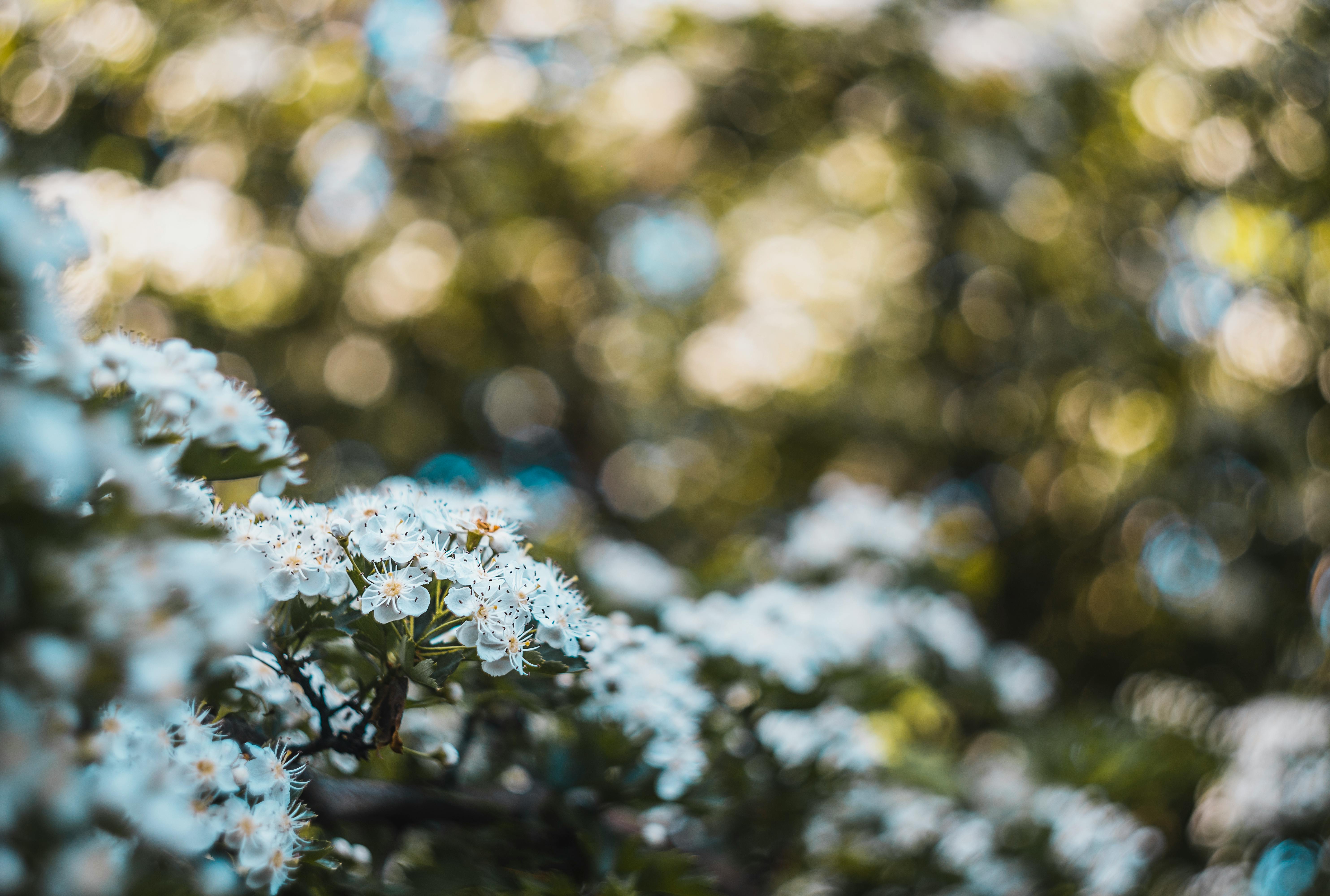 在梦幻般的散景背景下，花园里盛开着美丽的白花