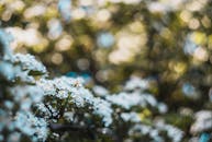 在梦幻般的散景背景下，花园里盛开着美丽的白花