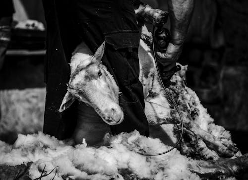 Foto d'estoc gratuïta de a l'aire lliure, blanc i negre, cabra