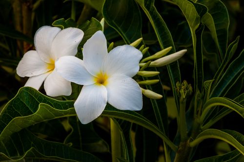 Free Close-up of white frangipani flowers (Plumeria) in a lush garden in São Pedro de Alcântara, Brazil. Stock Photo