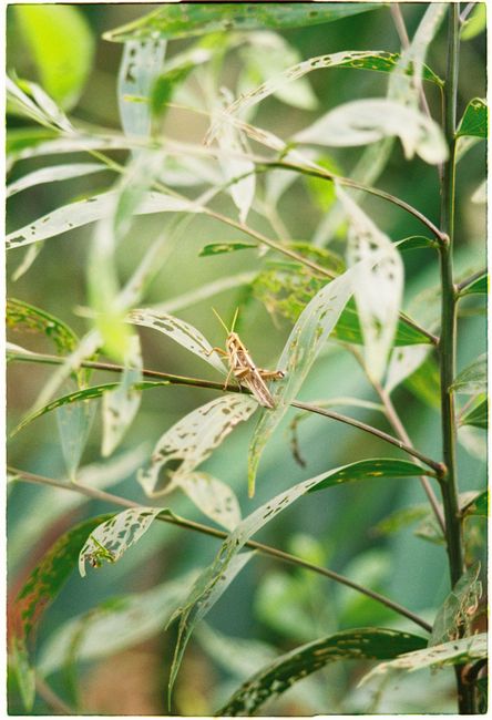 Close-up of a grasshopper on a leaf, showcasing nature's delicate details.