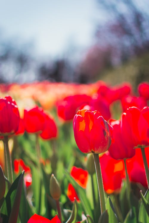 Free stock photo of blue sky, field, flowers