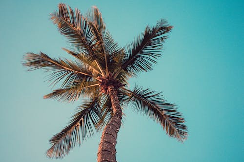 免费 低角度摄影的椰子树 素材图片