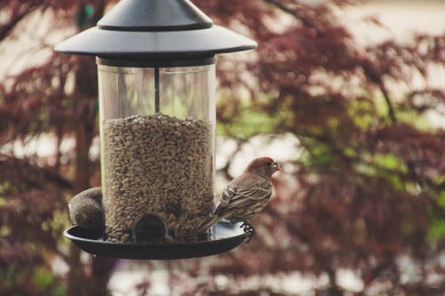 Gratuit Photographie De Mise Au Point Sélective Du Roselin Domestique Perché Sur Une Mangeoire à Oiseaux Photos