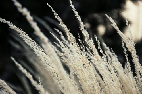 Free Close-up of dried grass in a field swaying gently, capturing the tranquility of nature. Stock Photo