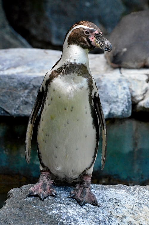 A Penguin Standing on the Rock