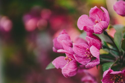 Close-Up Photography of Purple Flowers