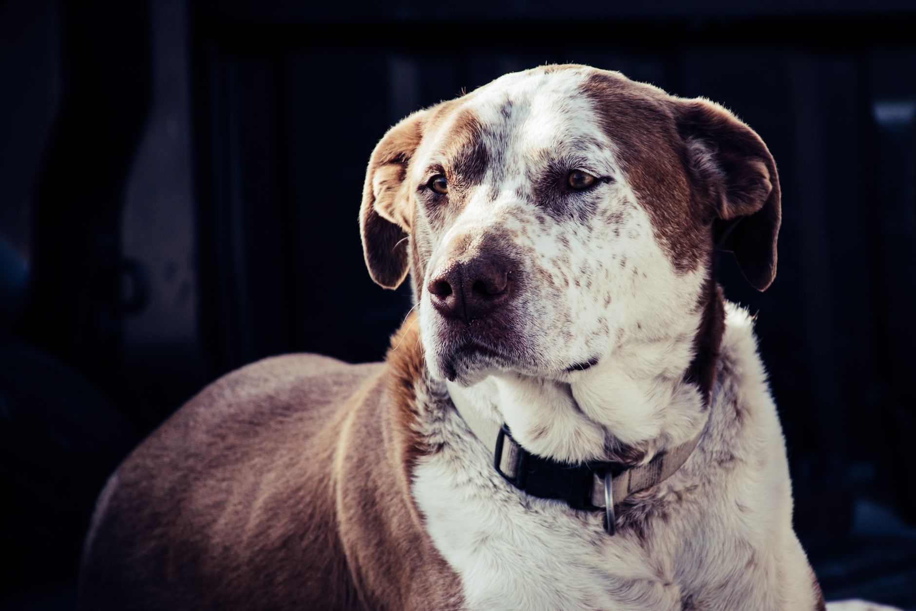Portrait of a dog at a veterinary clinic