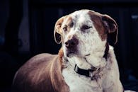 一只棕白相间的狗正聚精会神地看着