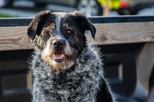 Photographie En Gros Plan Du Chien Noir