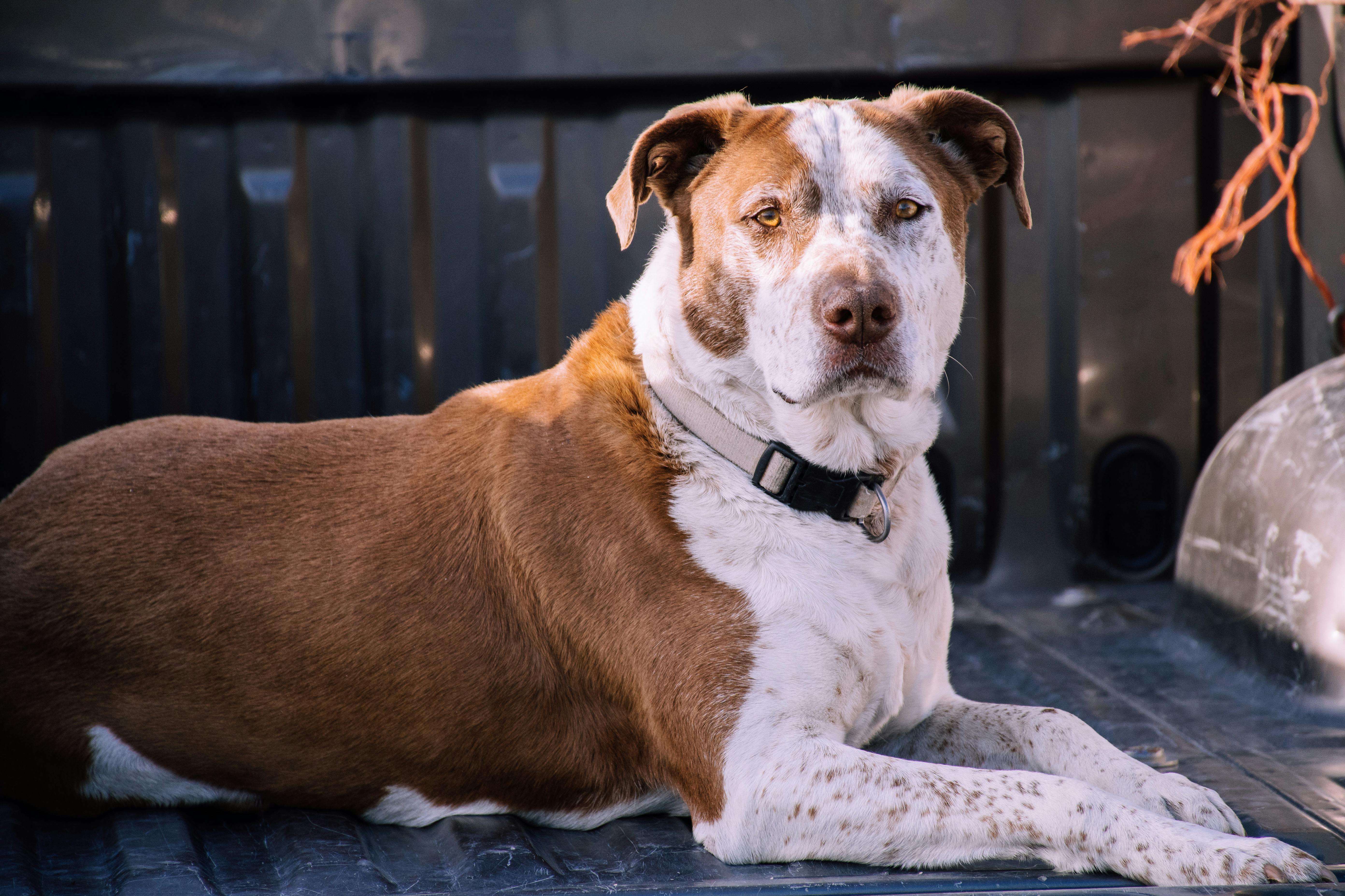 Gambar Anjing Pitbull  Hitam Putih Rino Gambar