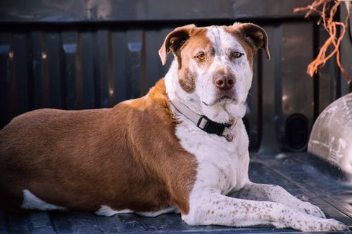 Free Close-up of a brown and white mixed-breed dog lying down, looking calm and relaxed. Stock Photo