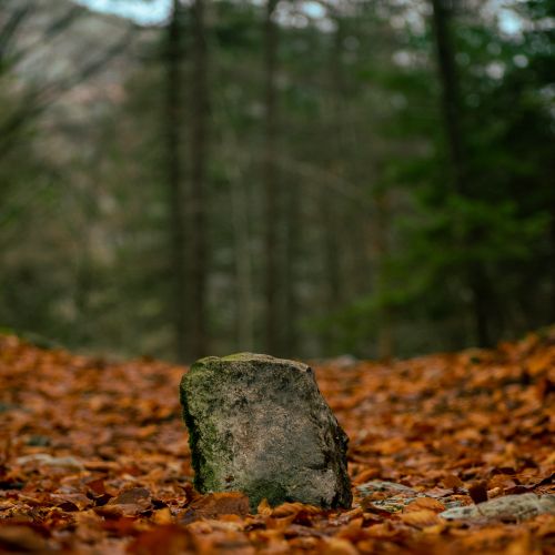 Free Close-up of a rock on forest floor surrounded by fallen leaves, captured in autumn with vibrant earthy tones. Stock Photo