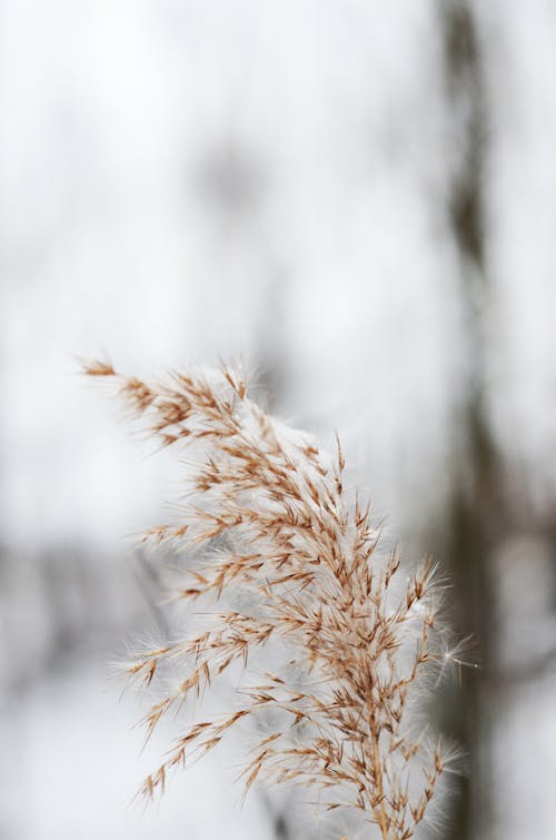 Panicle Reed in Close Up Photography