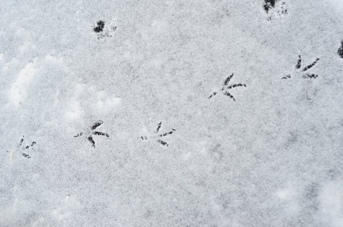 Free Bird Footprint in the Snow Stock Photo