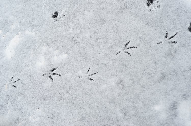 Bird Footprint In The Snow