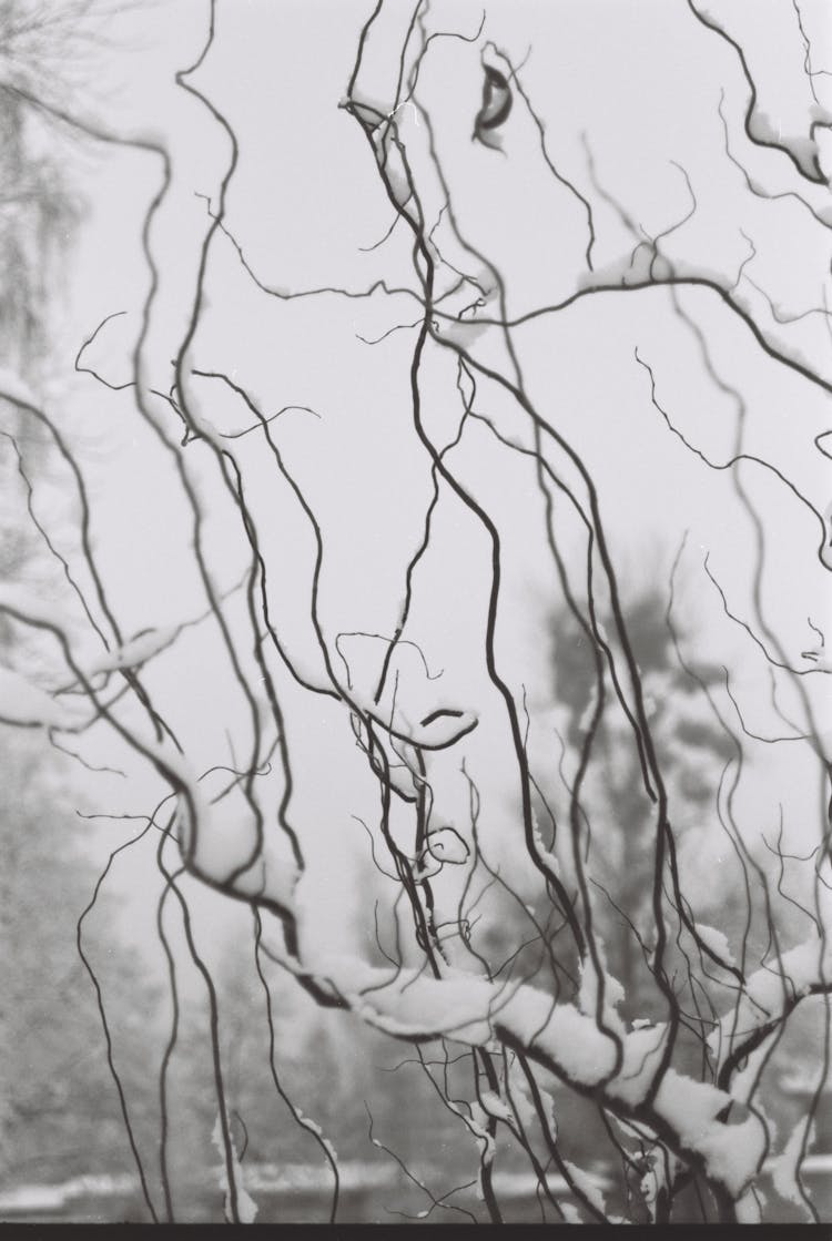 Snow On Branches