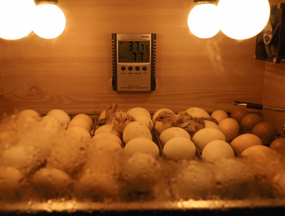 Eggs under lamps inside an incubator