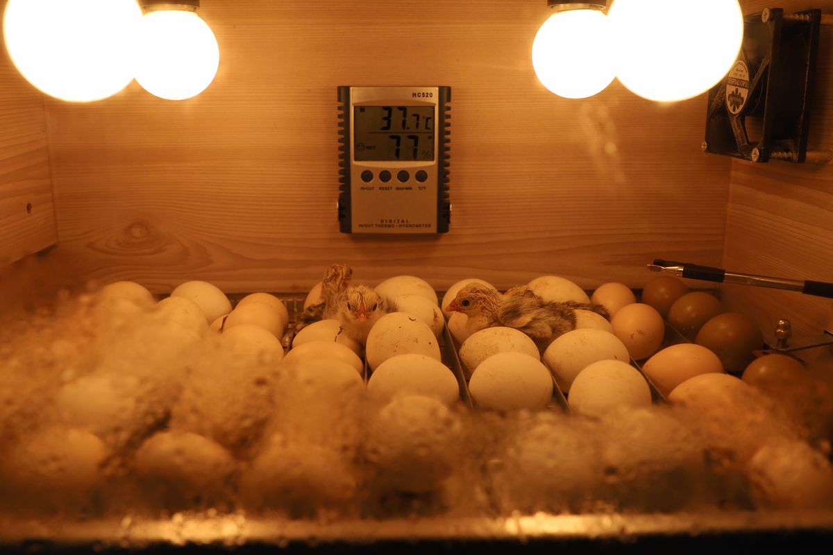 Freshly hatched chicks in an incubator