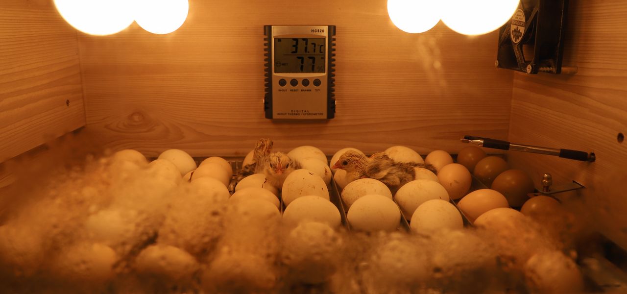 Rows of eggs warming under lamps inside an incubator