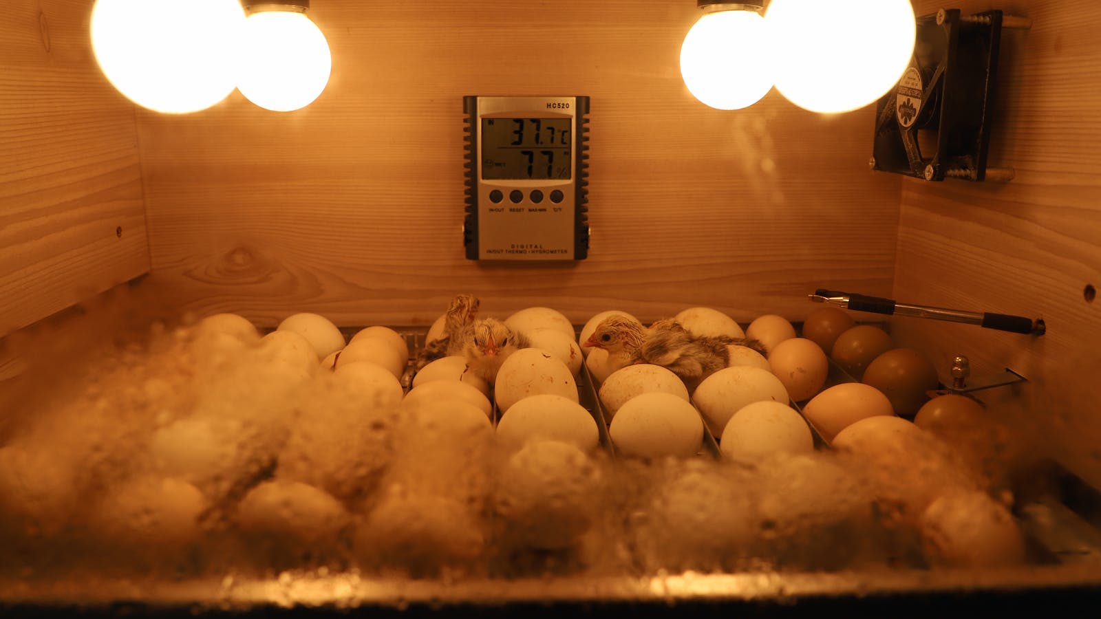 Uova in incubatore affiancate da termoigrometro digitale che indica temperatura e umidità
