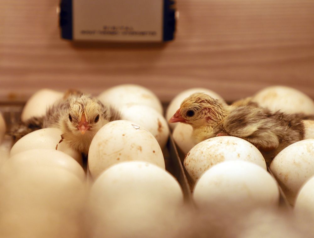 Chicks hatching among eggs inside an incubator