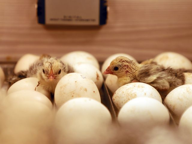 Chicks beginning to hatch among eggs in an incubator