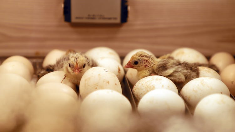 Newborn Chicks And Eggs