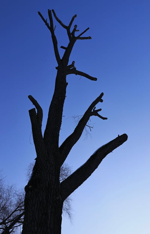 Fotobanka s bezplatnými fotkami na tému bezlistý, holý strom, modrá obloha