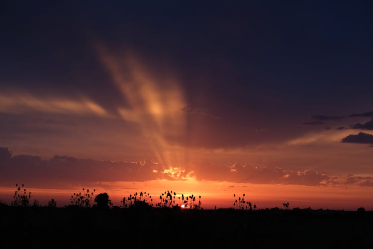 Silhouette Of Dandelions And Grass At Sunset