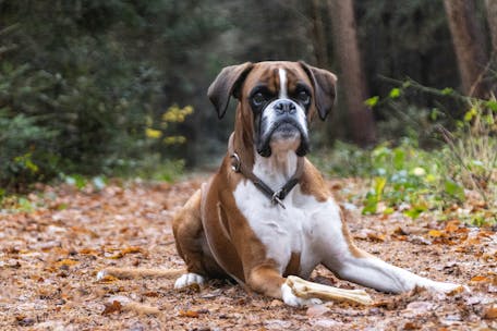 A charming boxer dog lies on a forest path during autumn, showcasing its elegance.