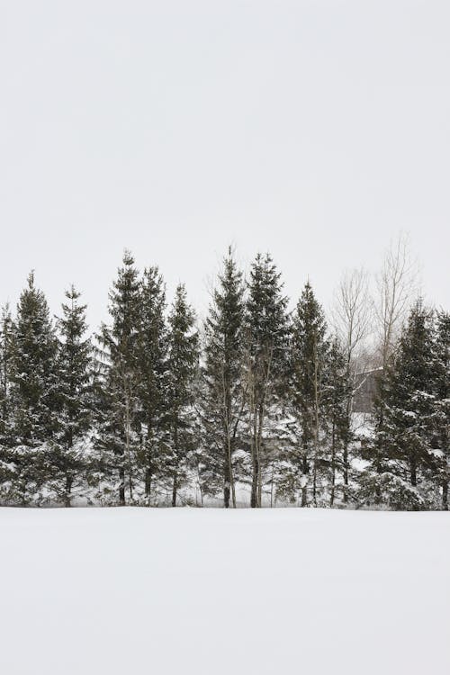 Green Pine Trees Covered With Snow