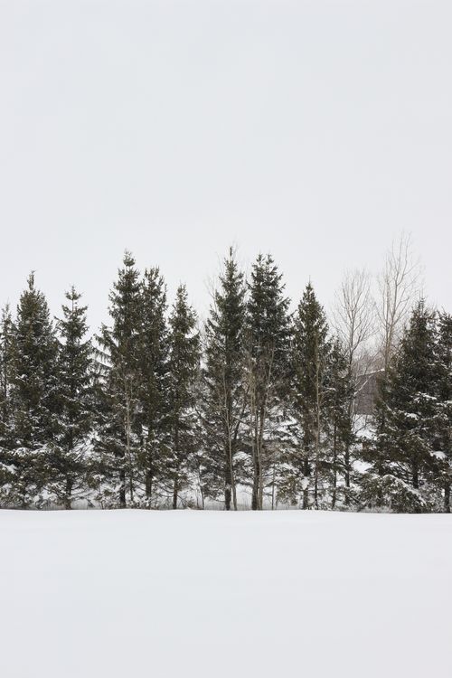 Free Scenic winter view of pine trees covered in snow in QC, Canada. Stock Photo