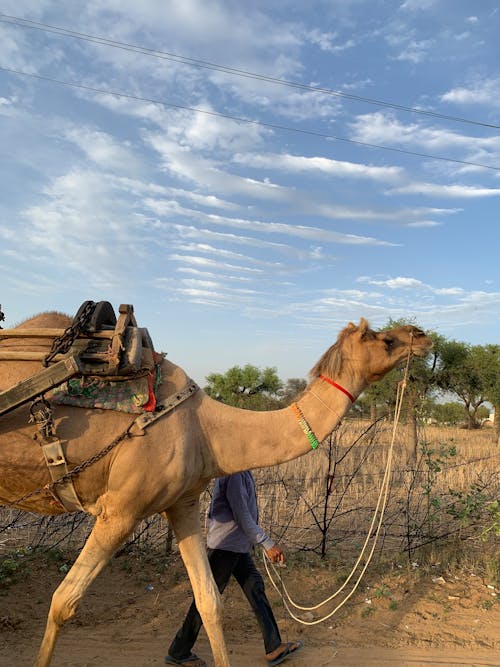 A Man Guiding a Camel