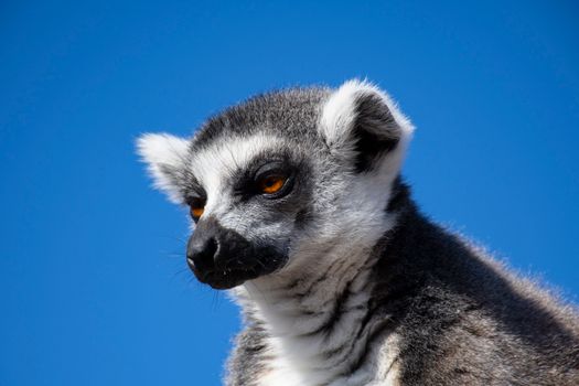 Ranomafana cloud forest lemurs — Madagascar
