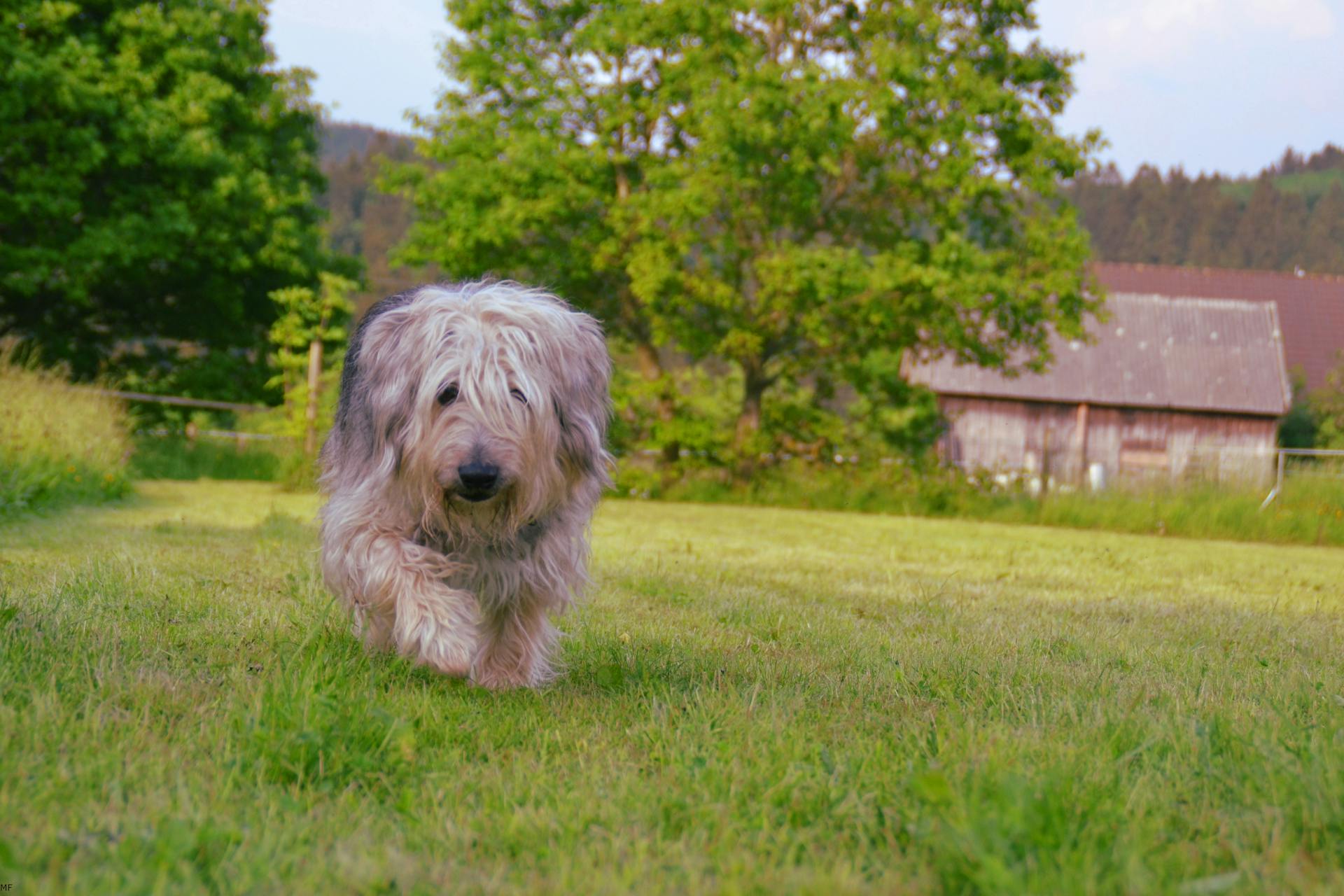 Un chien de taille moyenne, brun, gris et blanc, à poils, se promène sur un champ d'herbe verte pendant la journée