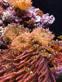 A stunning underwater scene of clownfish swimming through corals and anemones in a colorful ocean habitat.