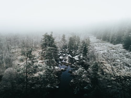 Gratis stockfoto met bomen, dronefoto, jaargetij