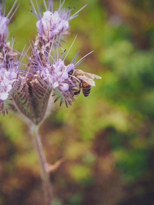 Free Bee on Purple Flower Stock Photo