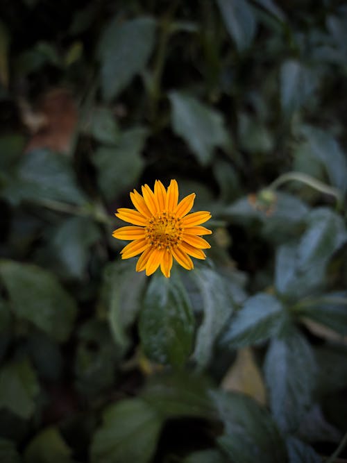 Ilmainen kuvapankkikuva tunnisteilla arnica, auringonkukka, hauras