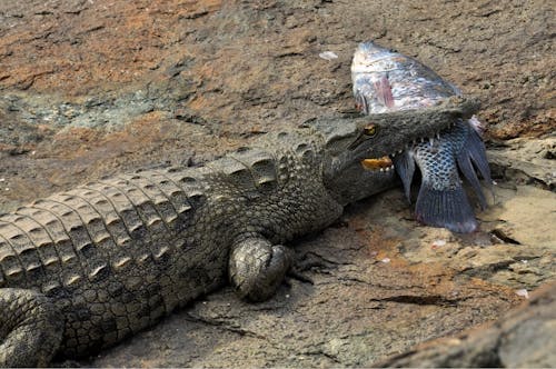 Alligator Eating Fish